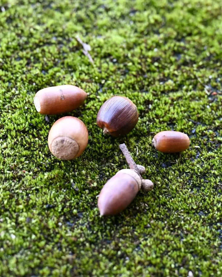 こどもたちとどんぐり拾い🌳