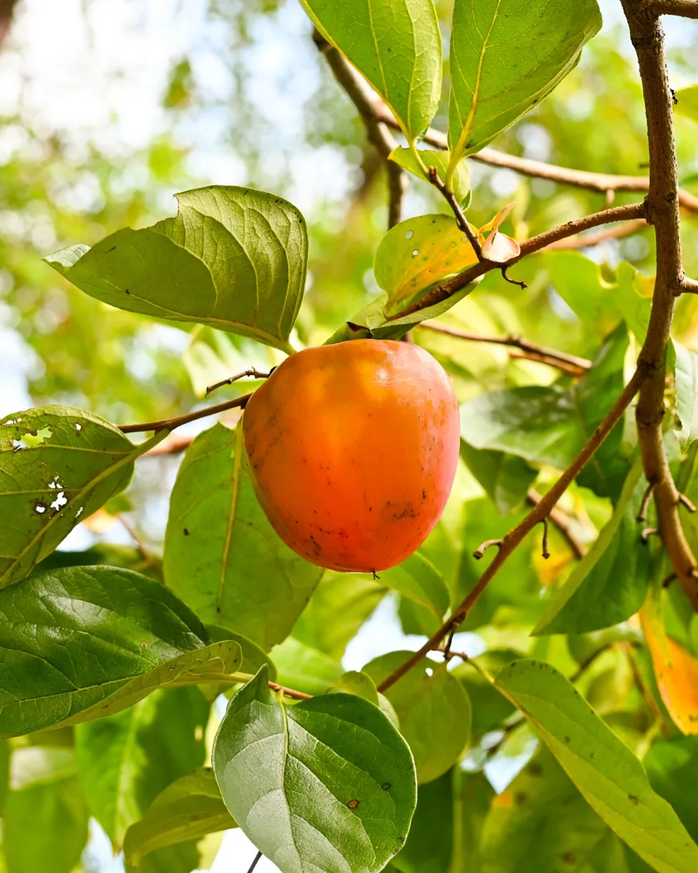 柿の日に、銀の森の柿の和菓子を。