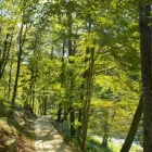銀の森　100年の森づくり計画