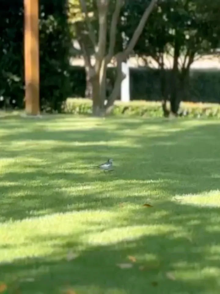 お休みの銀の森🌳